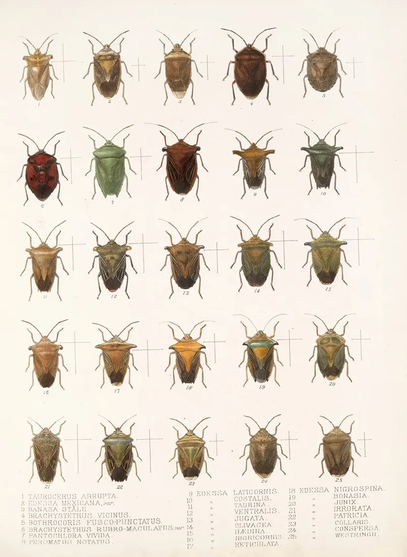 Insecta Rhynchota Hemiptera Heteroptera Pl 08 Wall Art by Frederick DuCane Godman - High-Resolution Digital Print