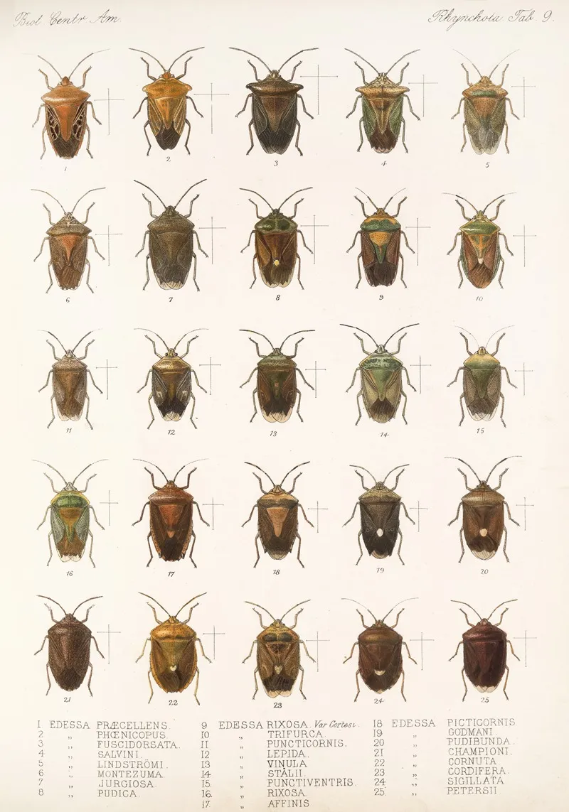 Insecta Rhynchota Hemiptera Heteroptera Pl 09 Wall Art by Frederick DuCane Godman - High-Resolution Digital Print