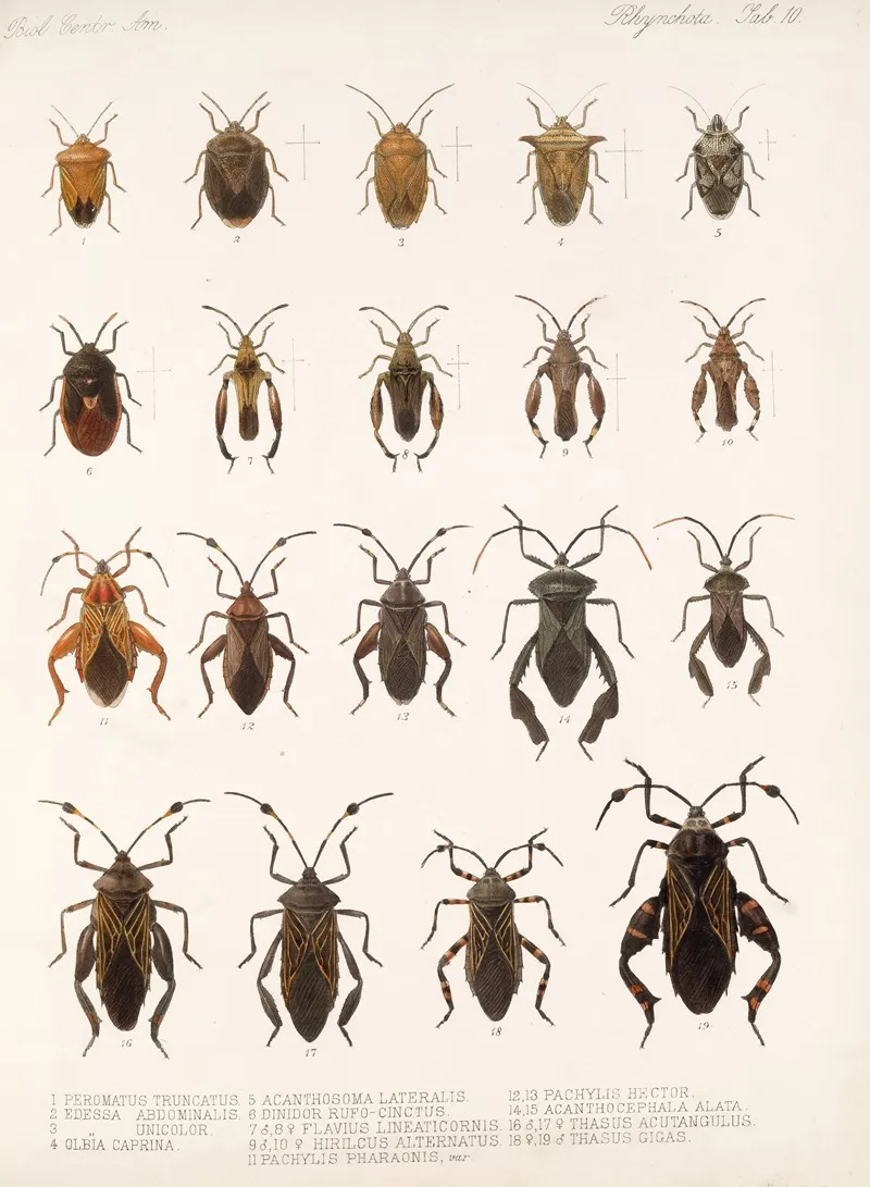Insecta Rhynchota Hemiptera Heteroptera Pl 10 Wall Art by Frederick DuCane Godman - High-Resolution Digital Print