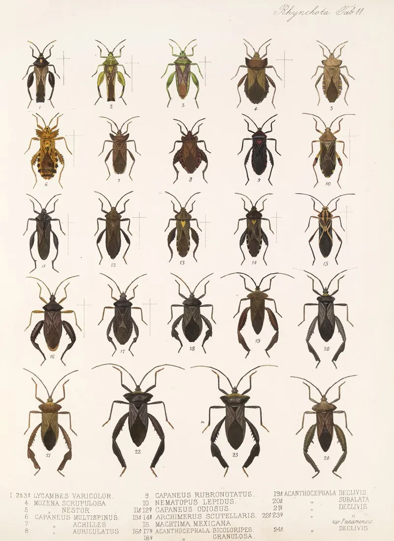 Insecta Rhynchota Hemiptera Heteroptera Pl 11 Wall Art by Frederick DuCane Godman - High-Resolution Digital Print