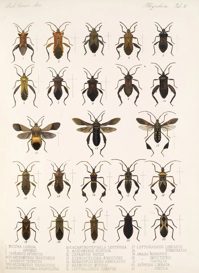 Insecta Rhynchota Hemiptera Heteroptera Pl 12 Wall Art by Frederick DuCane Godman - High-Resolution Digital Print