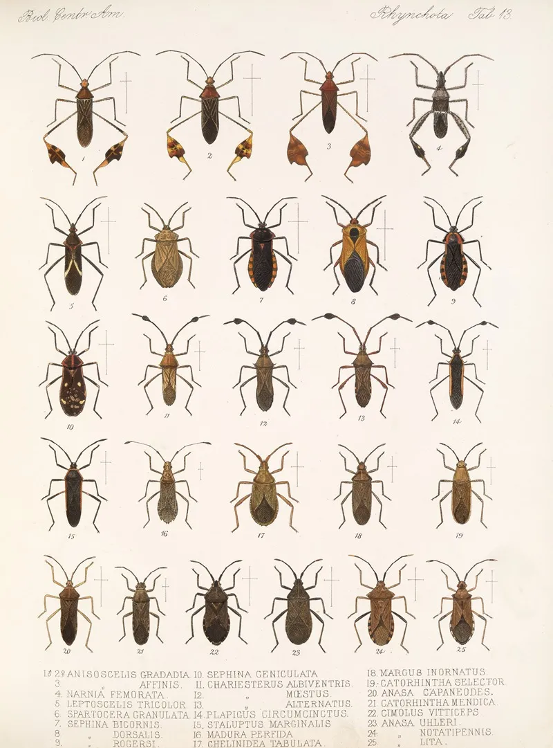 Insecta Rhynchota Hemiptera Heteroptera Pl 13 Wall Art by Frederick DuCane Godman - High-Resolution Digital Print