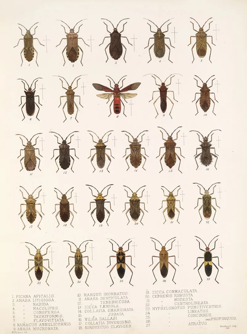 Insecta Rhynchota Hemiptera Heteroptera Pl 14 Wall Art by Frederick DuCane Godman - High-Resolution Digital Print
