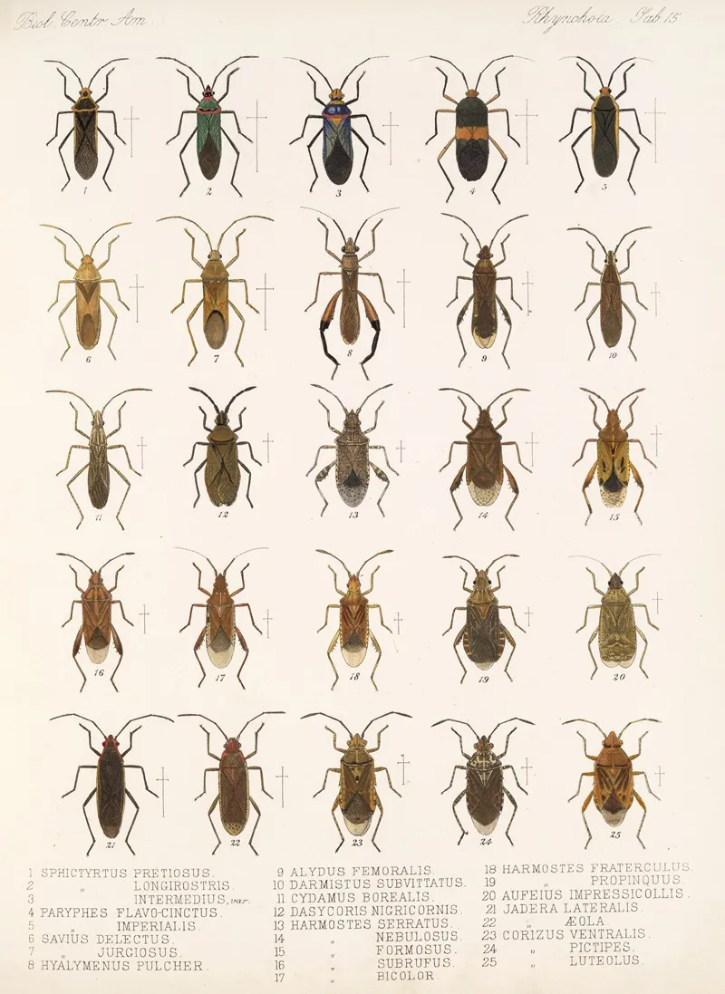 Insecta Rhynchota Hemiptera Heteroptera Pl 15 Wall Art by Frederick DuCane Godman - High-Resolution Digital Print