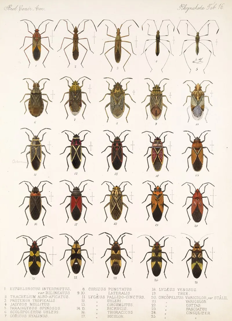 Insecta Rhynchota Hemiptera Heteroptera Pl 16 Wall Art by Frederick DuCane Godman - High-Resolution Digital Print