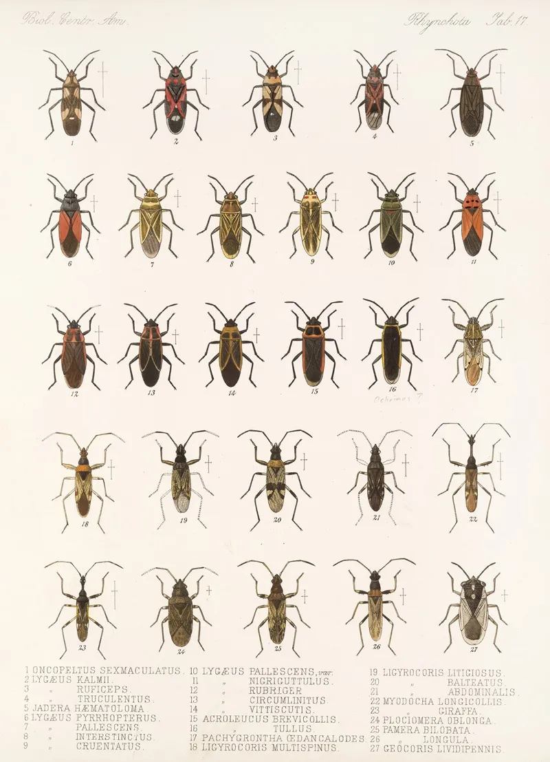 Insecta Rhynchota Hemiptera Heteroptera Pl 17 Wall Art by Frederick DuCane Godman - High-Resolution Digital Print