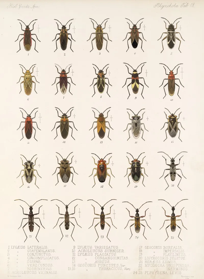 Insecta Rhynchota Hemiptera Heteroptera Pl 18 Wall Art by Frederick DuCane Godman - High-Resolution Digital Print
