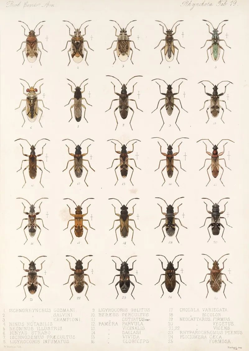 Insecta Rhynchota Hemiptera Heteroptera Pl 19 Wall Art by Frederick DuCane Godman - High-Resolution Digital Print
