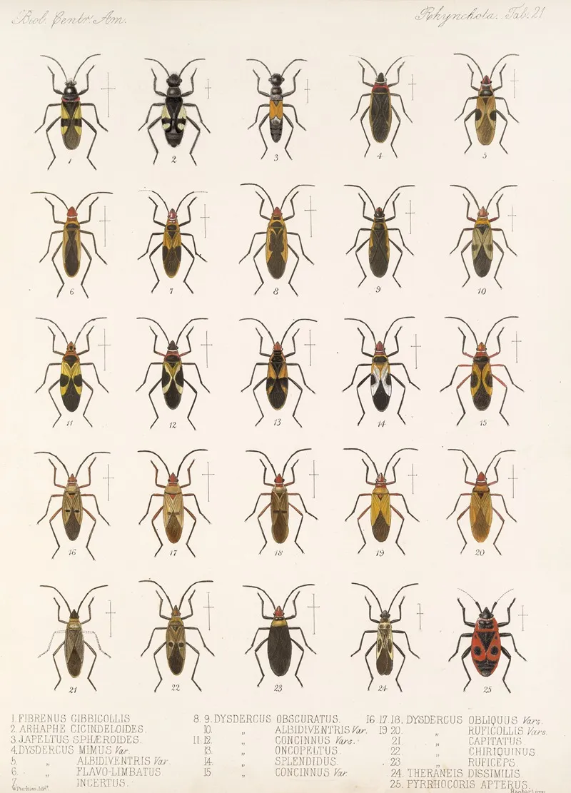 Insecta Rhynchota Hemiptera Heteroptera Pl 21 Wall Art by Frederick DuCane Godman - High-Resolution Digital Print
