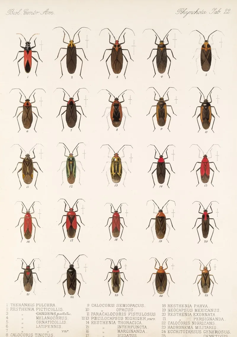Insecta Rhynchota Hemiptera Heteroptera Pl 22 Wall Art by Frederick DuCane Godman - High-Resolution Digital Print