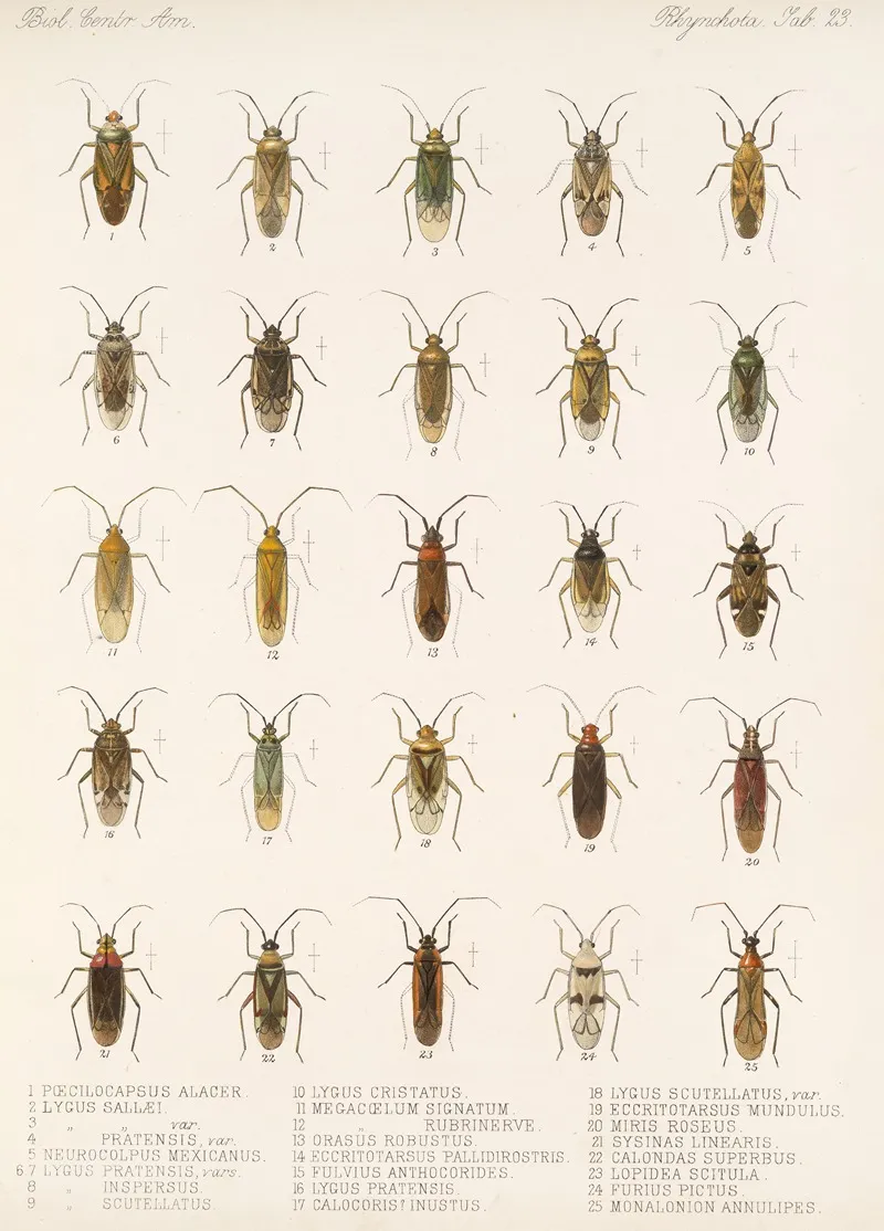 Insecta Rhynchota Hemiptera Heteroptera Pl 23 Wall Art by Frederick DuCane Godman - High-Resolution Digital Print
