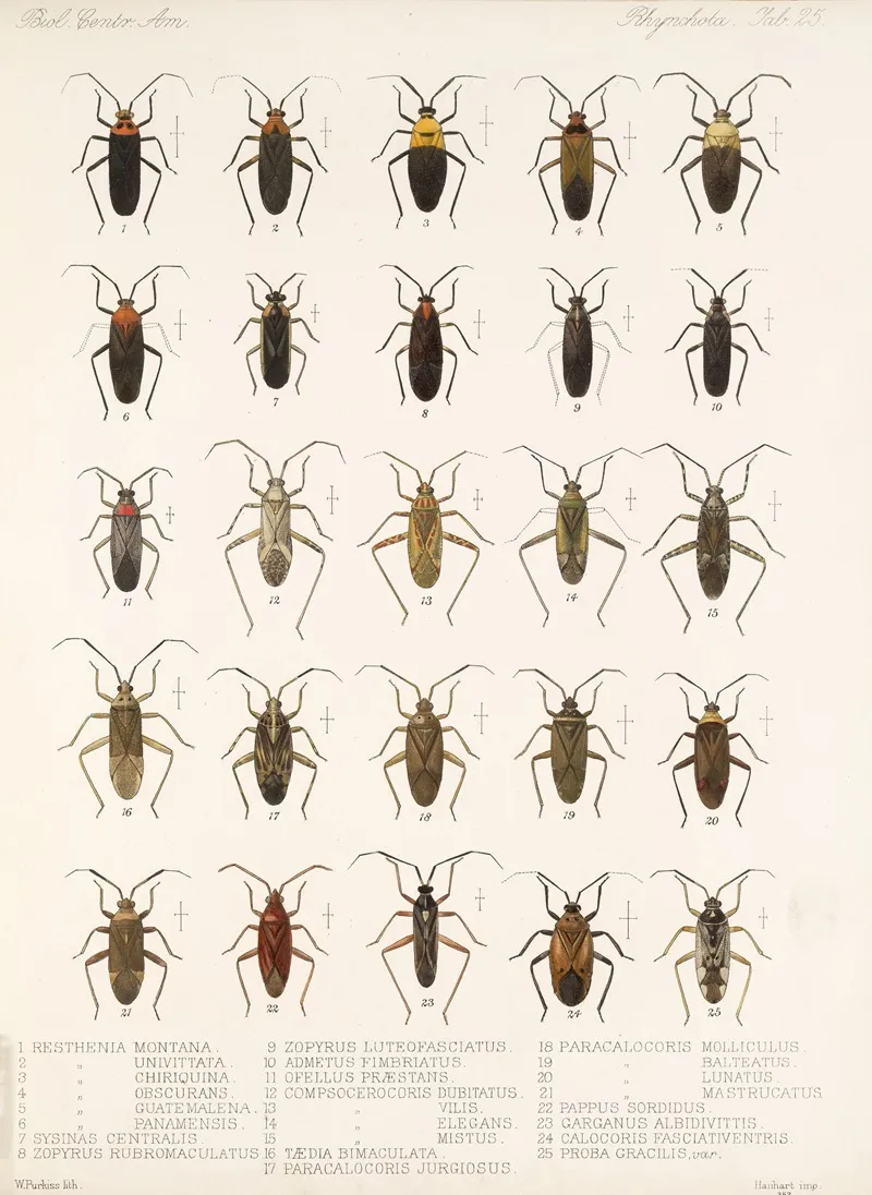 Insecta Rhynchota Hemiptera Heteroptera Pl 25 Wall Art by Frederick DuCane Godman - High-Resolution Digital Print