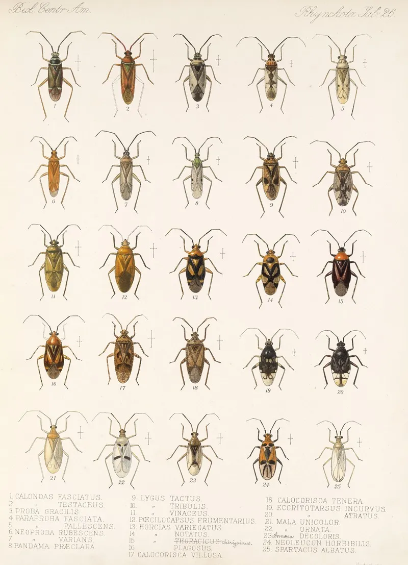 Insecta Rhynchota Hemiptera Heteroptera Pl 26 Wall Art by Frederick DuCane Godman - High-Resolution Digital Print