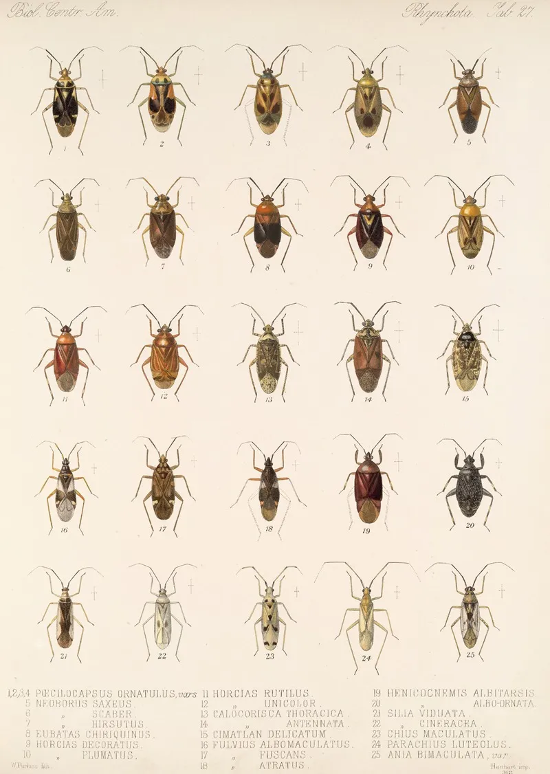 Insecta Rhynchota Hemiptera Heteroptera Pl 27 Wall Art by Frederick DuCane Godman - High-Resolution Digital Print