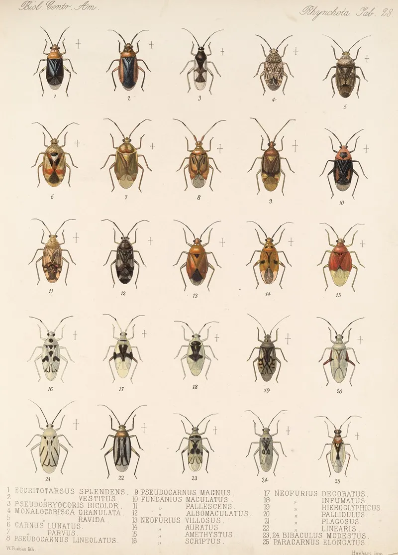 Insecta Rhynchota Hemiptera Heteroptera Pl 28 Wall Art by Frederick DuCane Godman - High-Resolution Digital Print