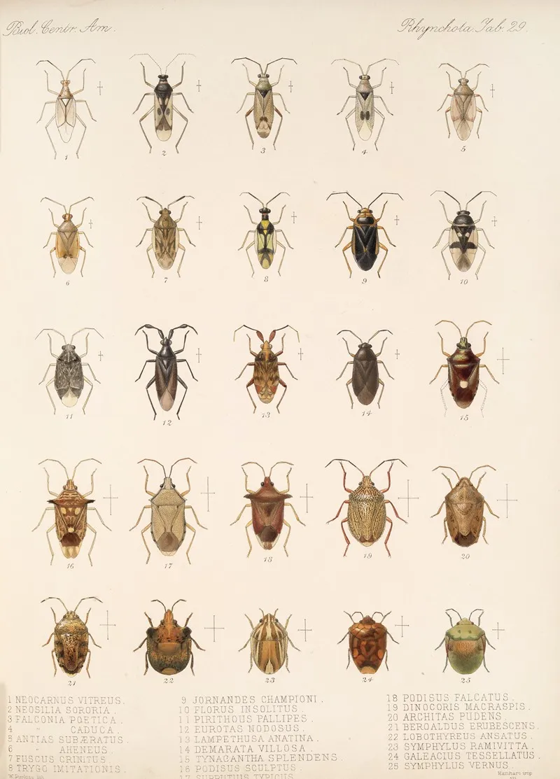 Insecta Rhynchota Hemiptera Heteroptera Pl 29 Wall Art by Frederick DuCane Godman - High-Resolution Digital Print