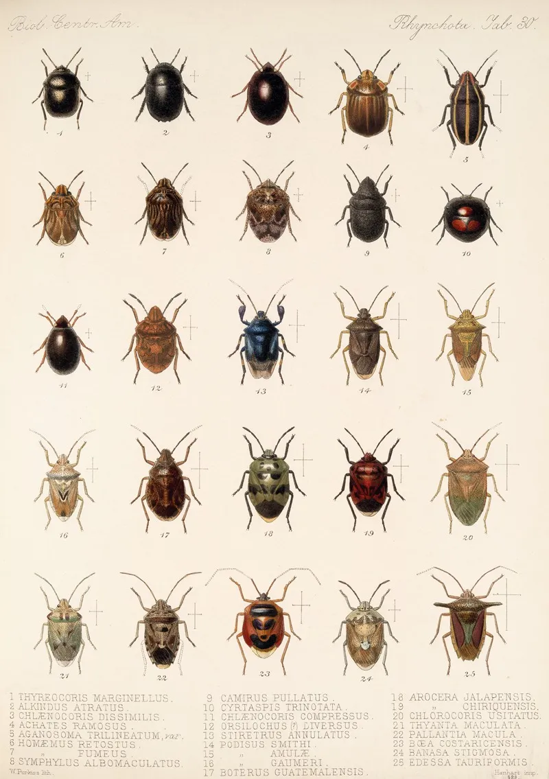 Insecta Rhynchota Hemiptera Heteroptera Pl 30 Wall Art by Frederick DuCane Godman - High-Resolution Digital Print