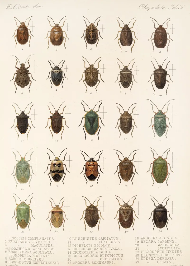 Insecta Rhynchota Hemiptera Heteroptera Pl 31 Wall Art by Frederick DuCane Godman - High-Resolution Digital Print