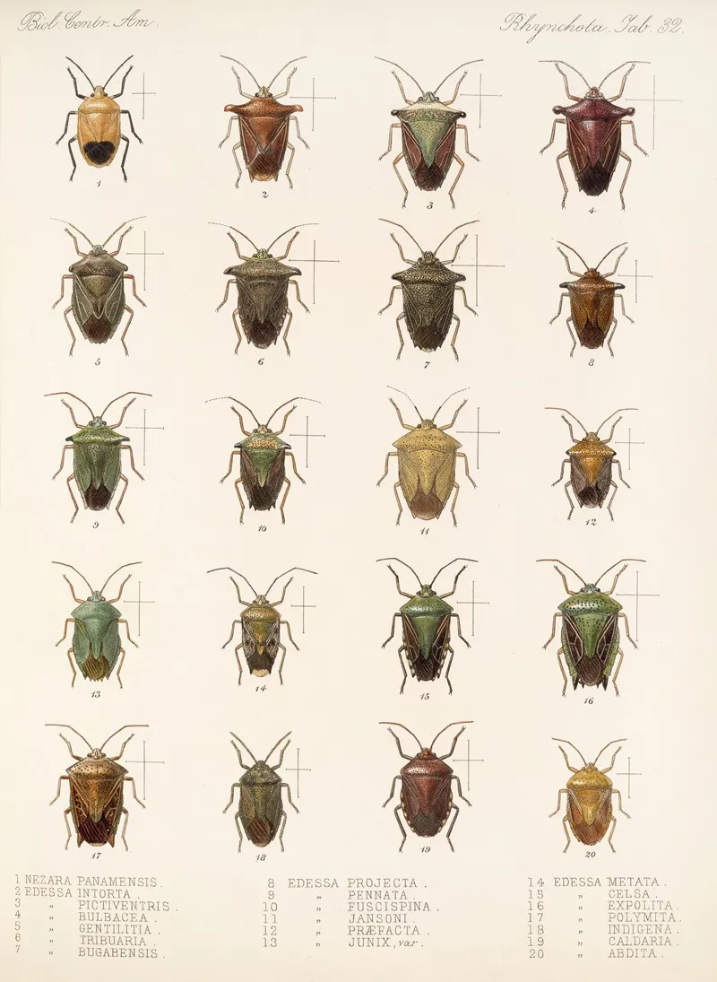 Insecta Rhynchota Hemiptera Heteroptera Pl 32 Wall Art by Frederick DuCane Godman - High-Resolution Digital Print