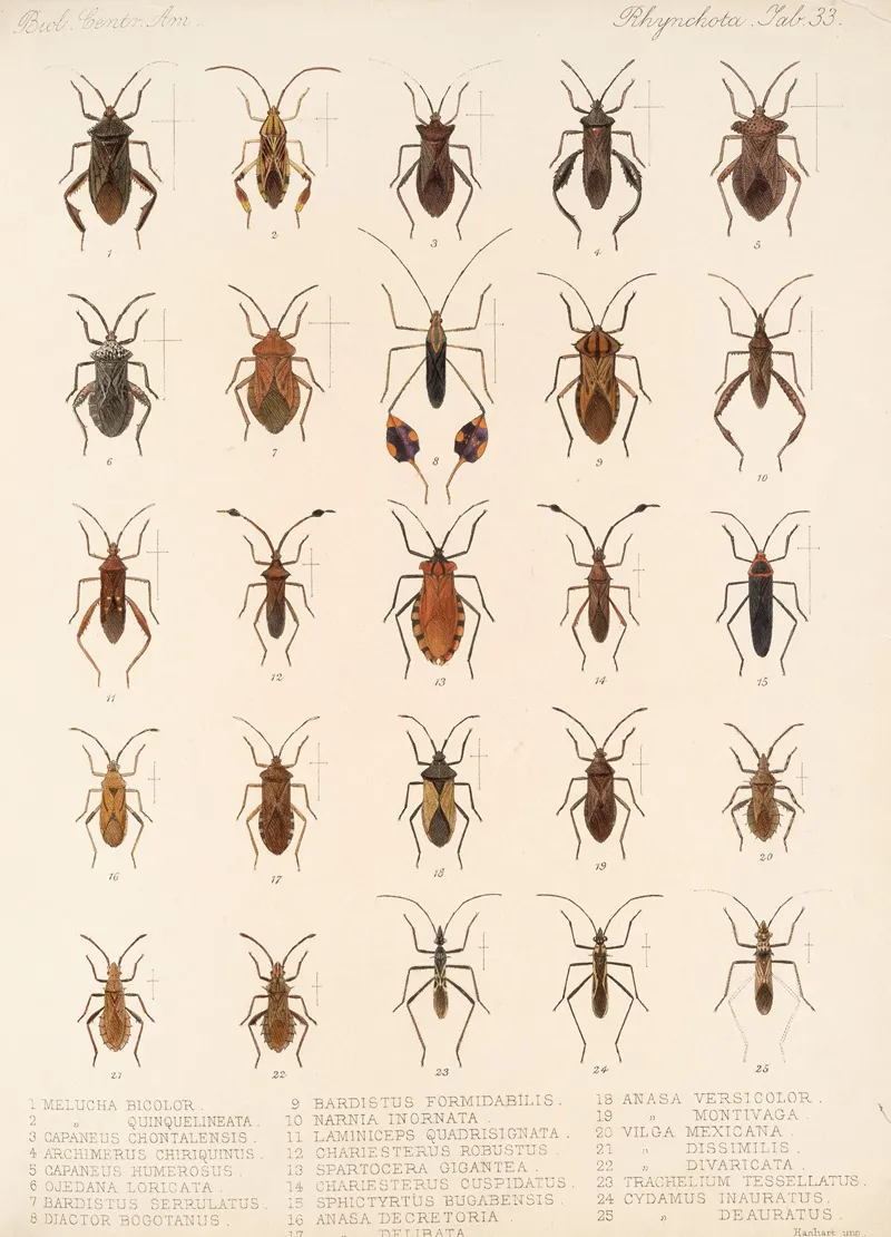 Insecta Rhynchota Hemiptera Heteroptera Pl 33 Wall Art by Frederick DuCane Godman - High-Resolution Digital Print