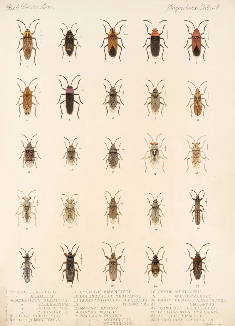 Insecta Rhynchota Hemiptera Heteroptera Pl 34 Wall Art by Frederick DuCane Godman - High-Resolution Digital Print
