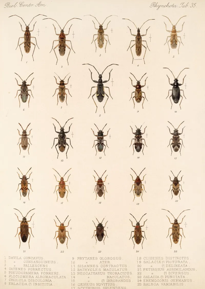 Insecta Rhynchota Hemiptera Heteroptera Pl 35 Wall Art by Frederick DuCane Godman - High-Resolution Digital Print