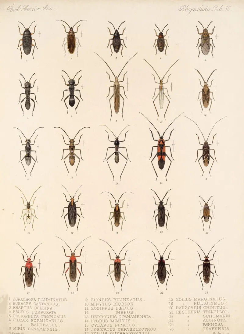 Insecta Rhynchota Hemiptera Heteroptera Pl 36 Wall Art by Frederick DuCane Godman - High-Resolution Digital Print