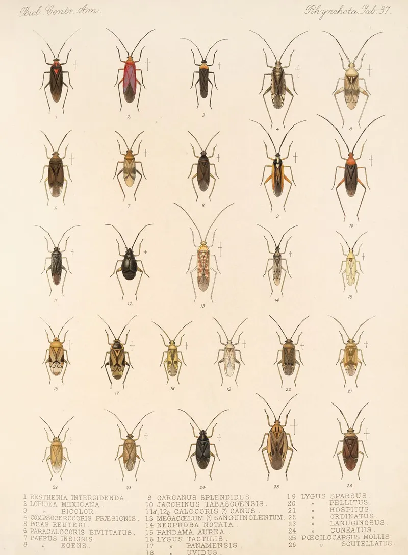 Insecta Rhynchota Hemiptera Heteroptera Pl 37 Wall Art by Frederick DuCane Godman - High-Resolution Digital Print