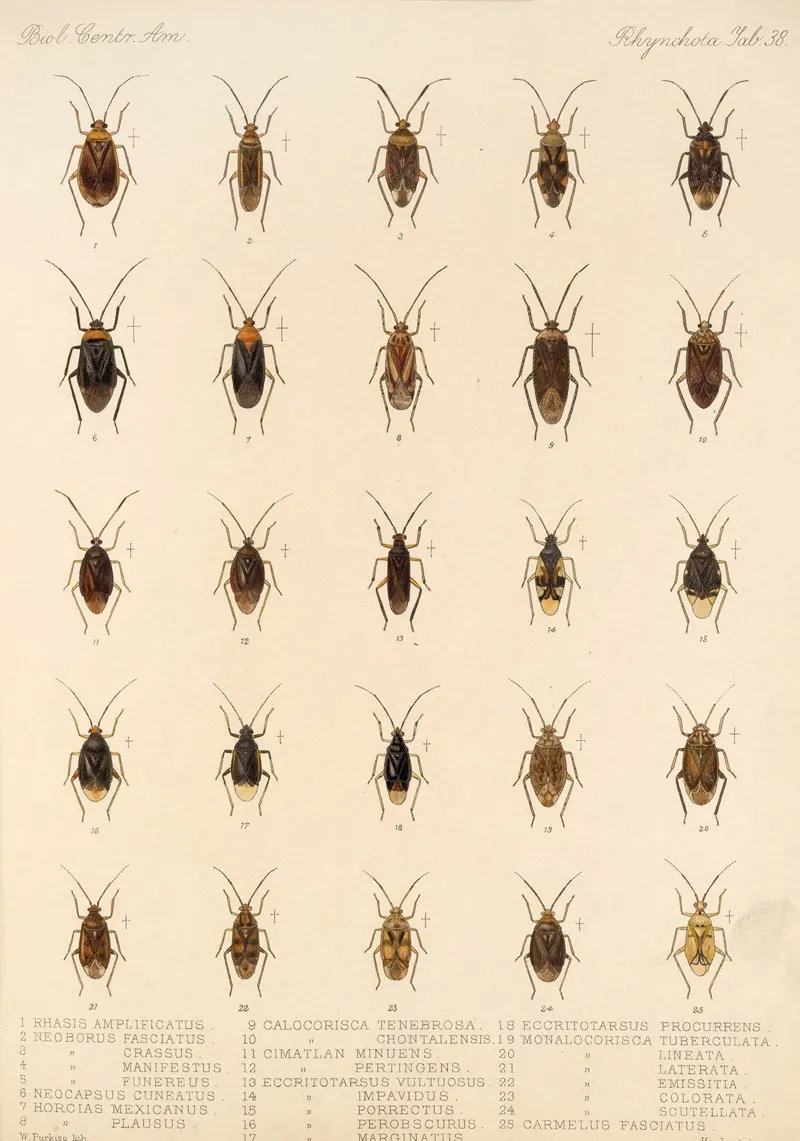 Insecta Rhynchota Hemiptera Heteroptera Pl 38 Wall Art by Frederick DuCane Godman - High-Resolution Digital Print