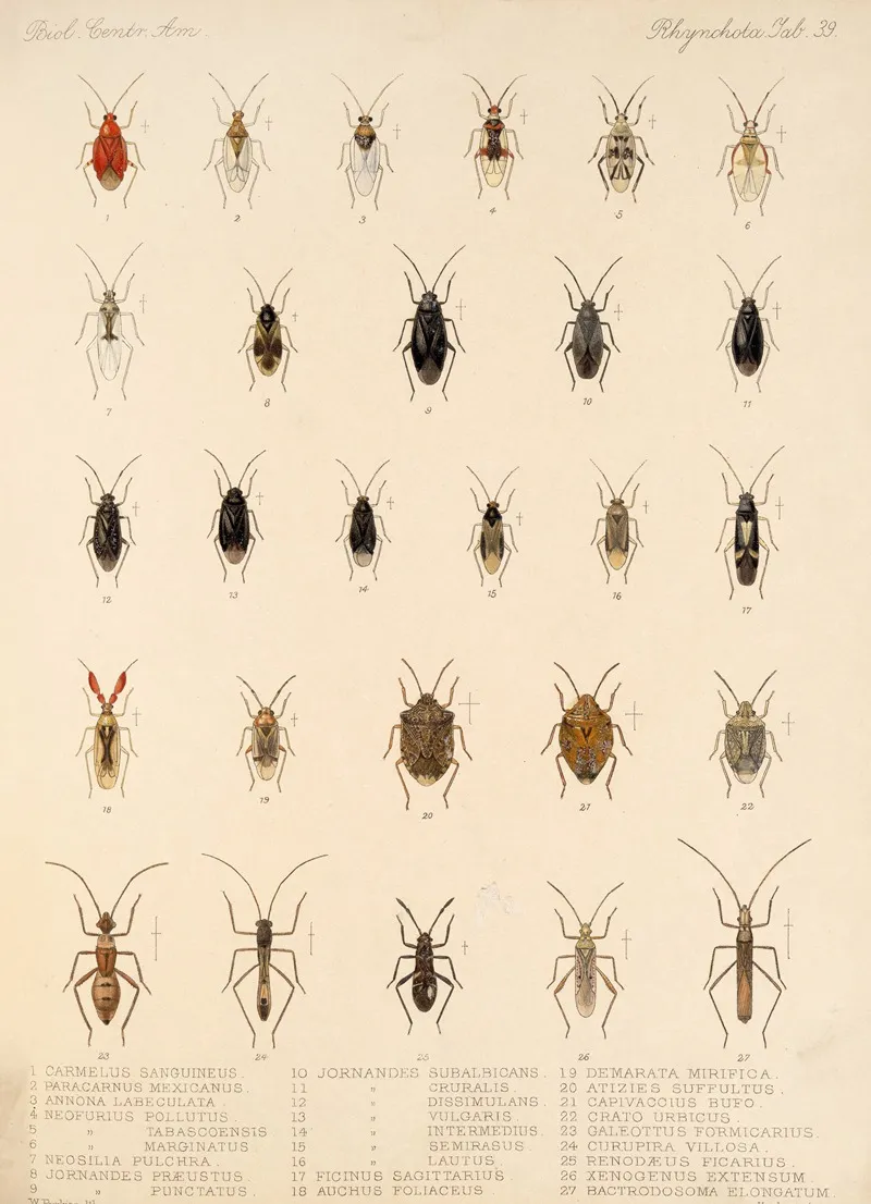 Insecta Rhynchota Hemiptera Heteroptera Pl 39 Wall Art by Frederick DuCane Godman - High-Resolution Digital Print
