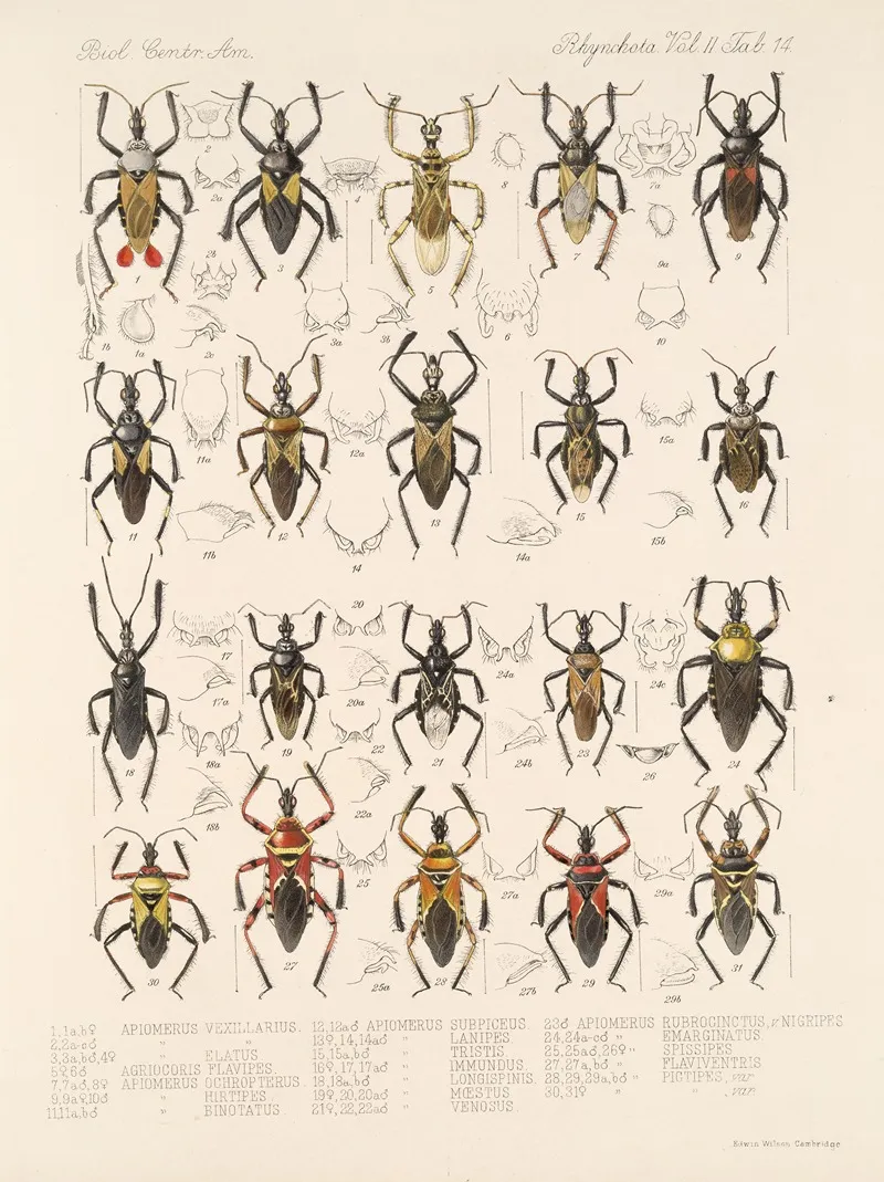 Insecta Rhynchota Hemiptera Heteroptera Pl 40 Wall Art by Frederick DuCane Godman - High-Resolution Digital Print