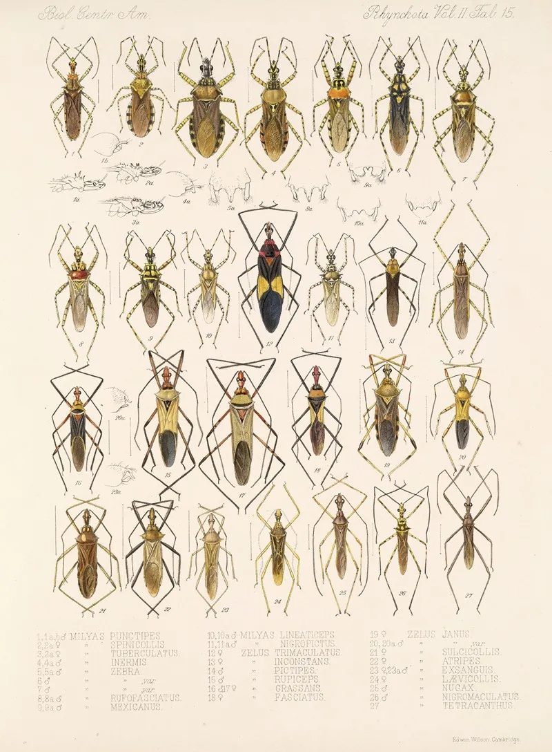 Insecta Rhynchota Hemiptera Heteroptera Pl 41 Wall Art by Frederick DuCane Godman - High-Resolution Digital Print