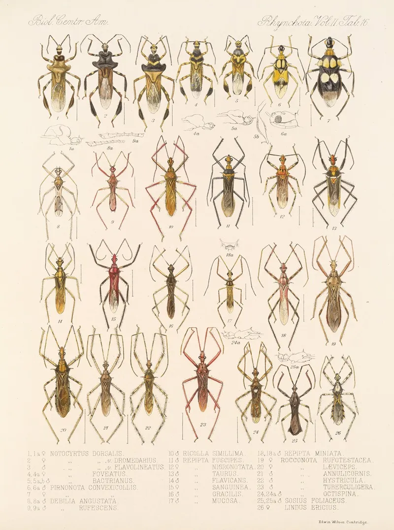 Insecta Rhynchota Hemiptera Heteroptera Pl 42 Wall Art by Frederick DuCane Godman - High-Resolution Digital Print