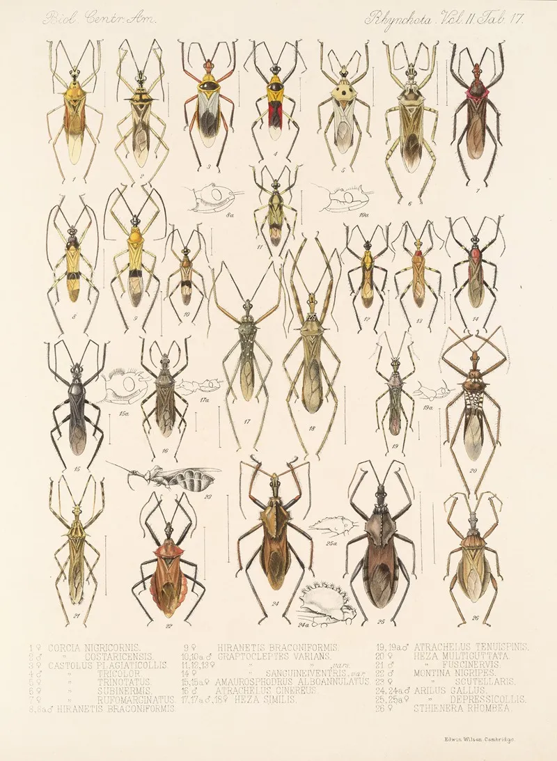 Insecta Rhynchota Hemiptera Heteroptera Pl 43 Wall Art by Frederick DuCane Godman - High-Resolution Digital Print