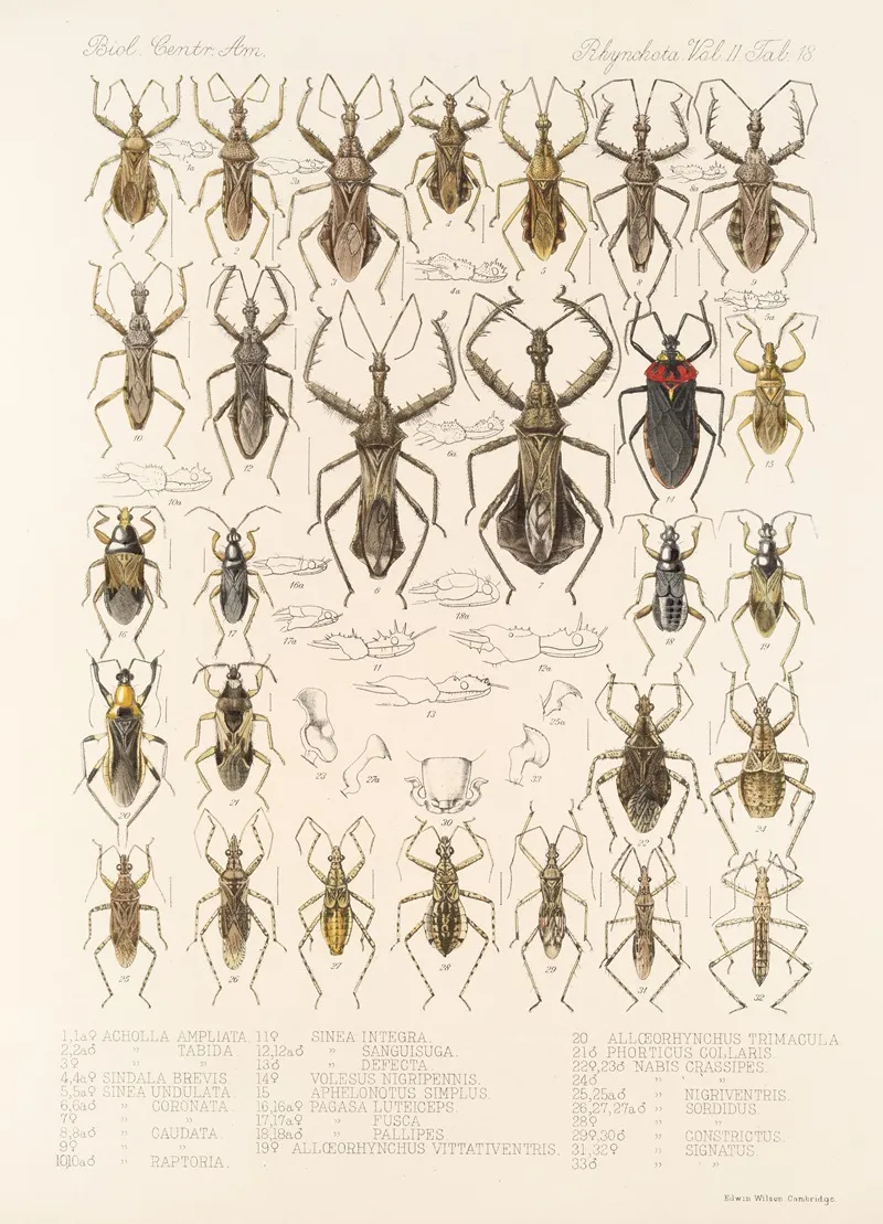 Insecta Rhynchota Hemiptera Heteroptera Pl 44 Wall Art by Frederick DuCane Godman - High-Resolution Digital Print