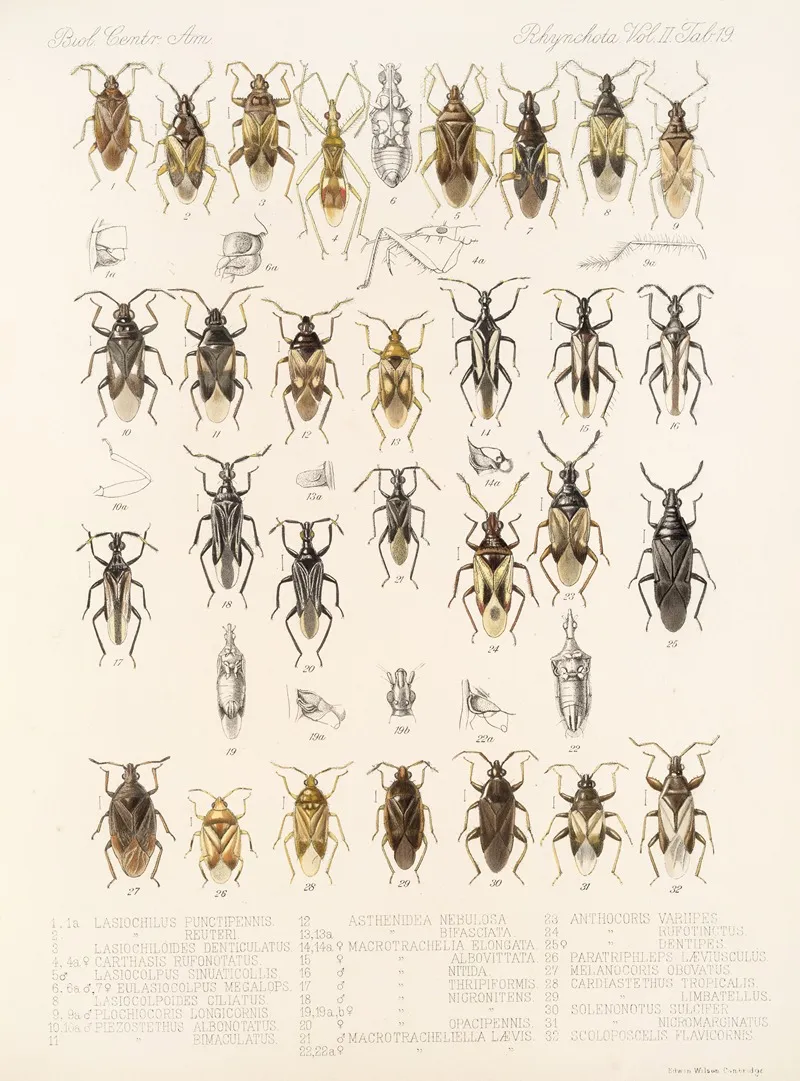 Insecta Rhynchota Hemiptera Heteroptera Pl 45 Wall Art by Frederick DuCane Godman - High-Resolution Digital Print
