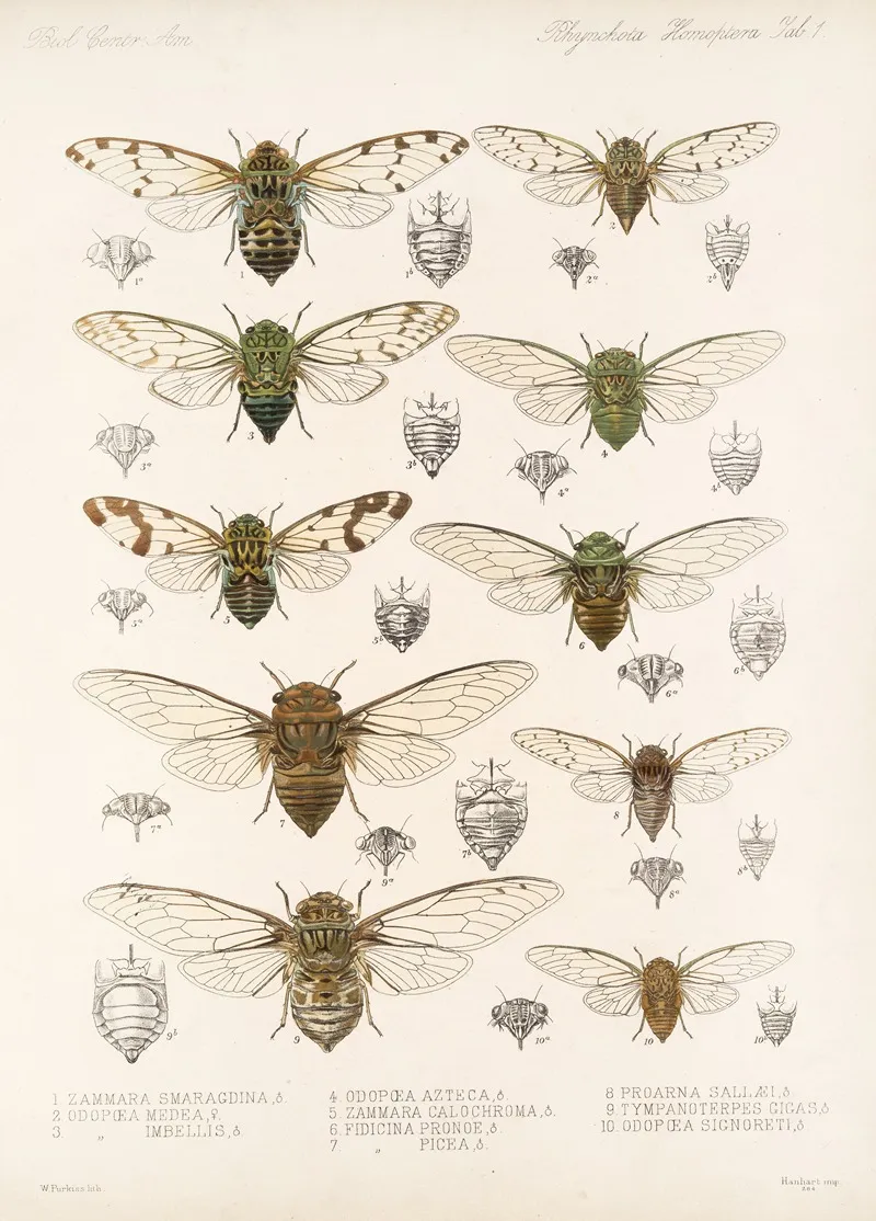 Insecta Rhynchota Hemiptera Homoptera Pl 01 Wall Art by Frederick DuCane Godman - High-Resolution Digital Print