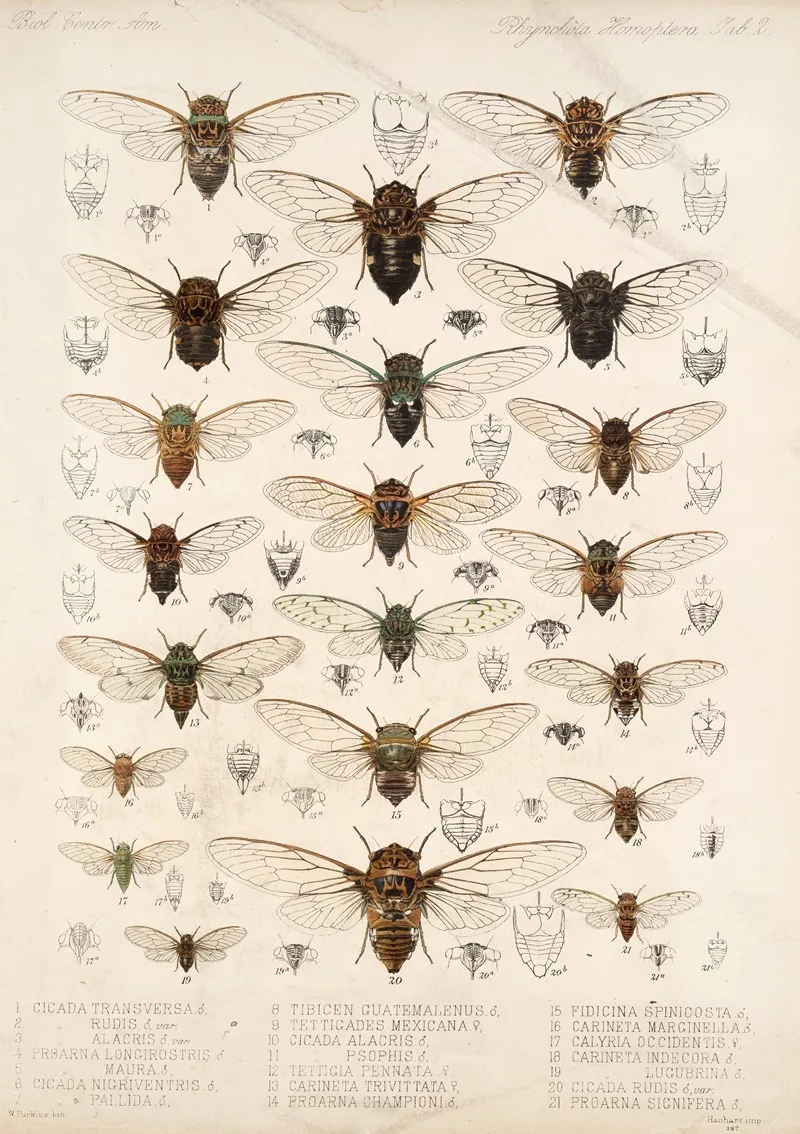 Insecta Rhynchota Hemiptera Homoptera Pl 02 Wall Art by Frederick DuCane Godman - High-Resolution Digital Print