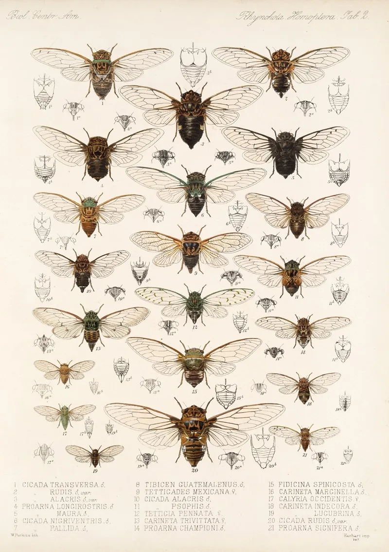 Insecta Rhynchota Hemiptera Homoptera Pl 03 Wall Art by Frederick DuCane Godman - High-Resolution Digital Print