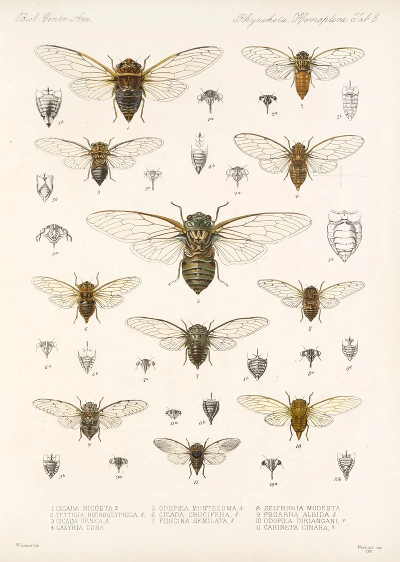 Insecta Rhynchota Hemiptera Homoptera Pl 04 Wall Art by Frederick DuCane Godman - High-Resolution Digital Print