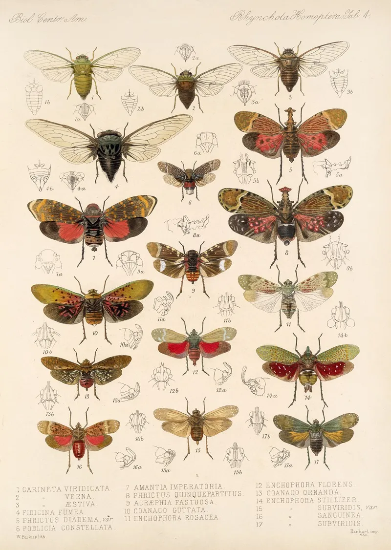 Insecta Rhynchota Hemiptera Homoptera Pl 05 Wall Art by Frederick DuCane Godman - High-Resolution Digital Print