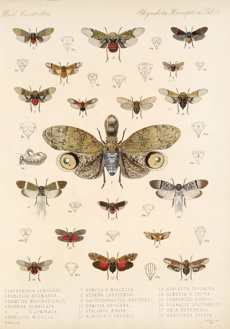 Insecta Rhynchota Hemiptera Homoptera Pl 06 Wall Art by Frederick DuCane Godman - High-Resolution Digital Print