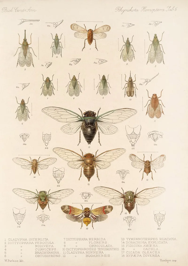 Insecta Rhynchota Hemiptera Homoptera Pl 07 Wall Art by Frederick DuCane Godman - High-Resolution Digital Print