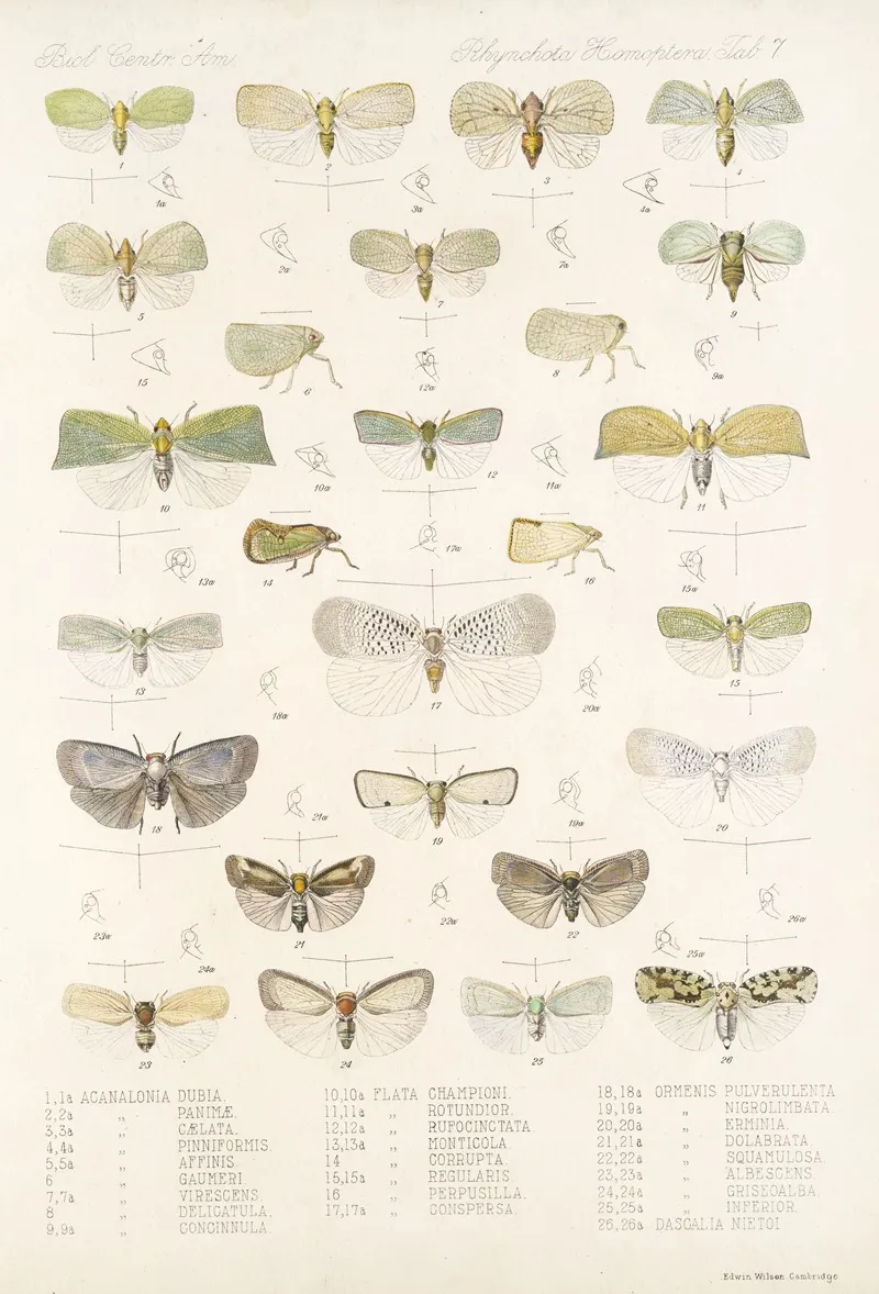 Insecta Rhynchota Hemiptera Homoptera Pl 08 Wall Art by Frederick DuCane Godman - High-Resolution Digital Print