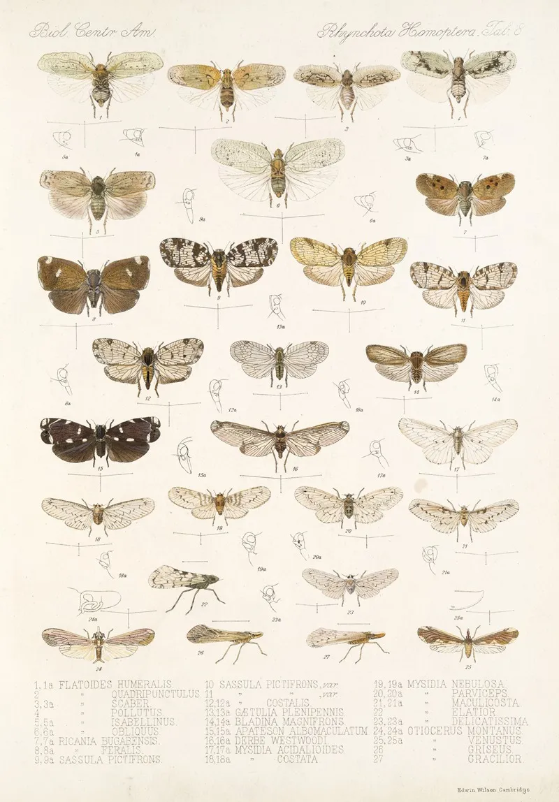 Insecta Rhynchota Hemiptera Homoptera Pl 09 Wall Art by Frederick DuCane Godman - High-Resolution Digital Print