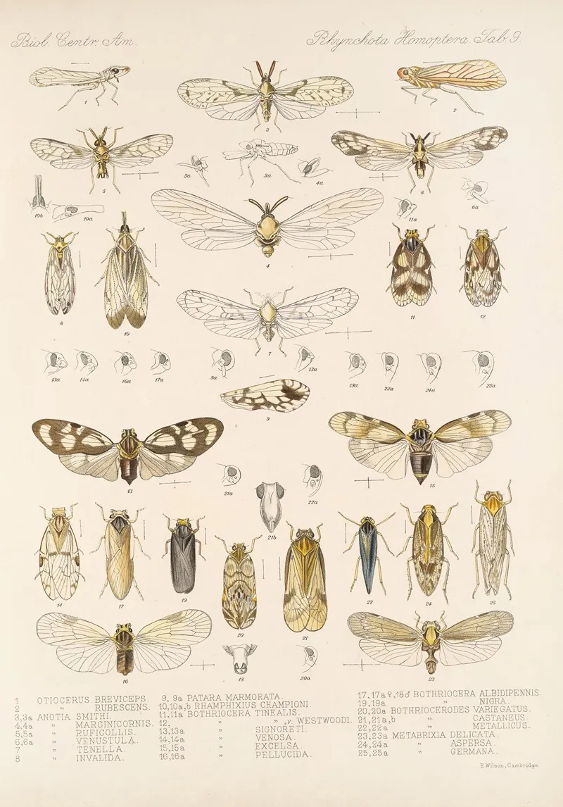 Insecta Rhynchota Hemiptera Homoptera Pl 10 Wall Art by Frederick DuCane Godman - High-Resolution Digital Print