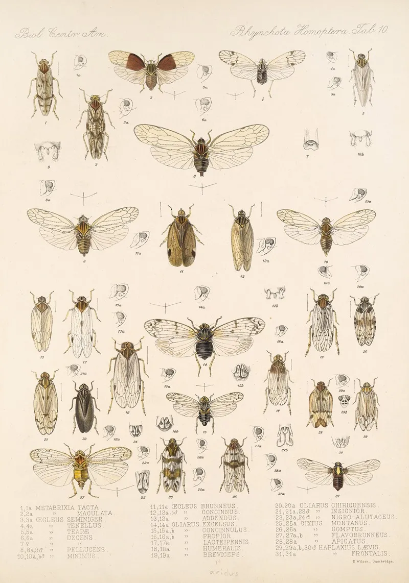 Insecta Rhynchota Hemiptera Homoptera Pl 11 Wall Art by Frederick DuCane Godman - High-Resolution Digital Print