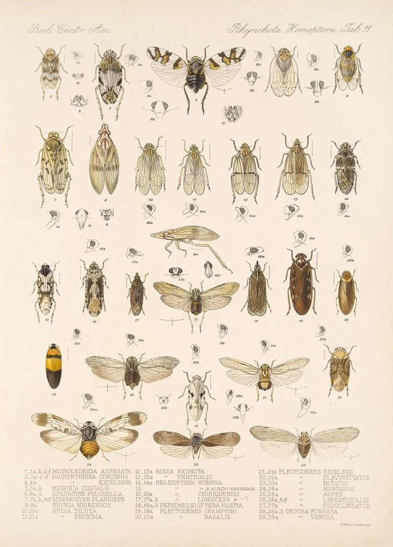 Insecta Rhynchota Hemiptera Homoptera Pl 12 Wall Art by Frederick DuCane Godman - High-Resolution Digital Print