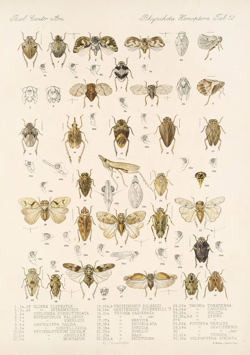 Insecta Rhynchota Hemiptera Homoptera Pl 13 Wall Art by Frederick DuCane Godman - High-Resolution Digital Print