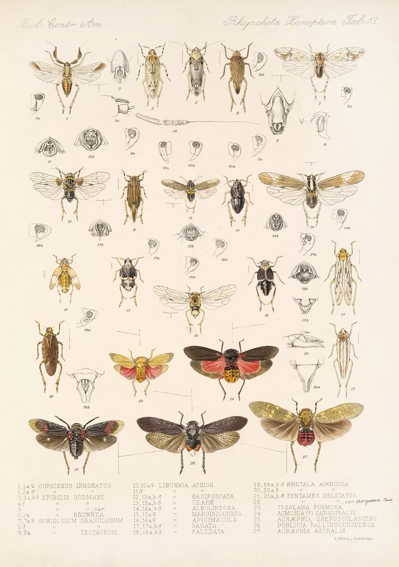 Insecta Rhynchota Hemiptera Homoptera Pl 14 Wall Art by Frederick DuCane Godman - High-Resolution Digital Print